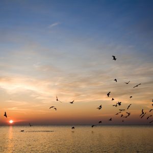 Understanding  Death and Bereavement Day Course